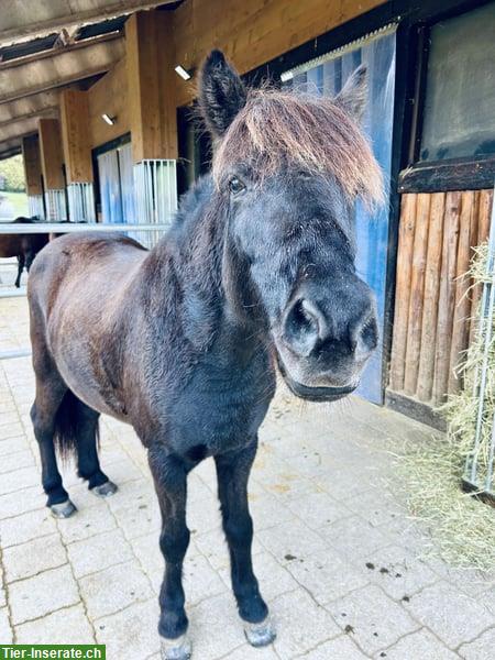 Bild 7: Isländer Wallach „Leiknir“ sucht seinen Herzensmenschen!