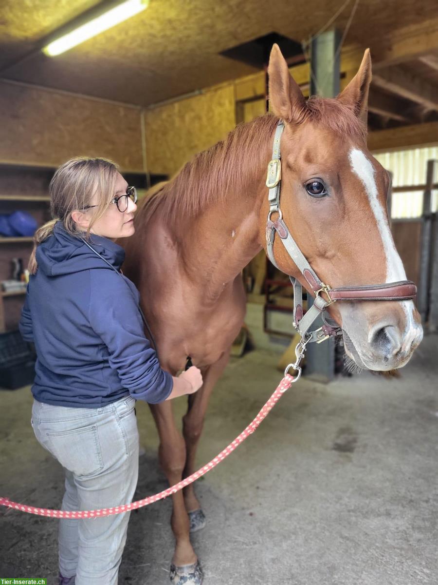 Bild 2: PFERDundPONY | Akupunktur, Physiotherapie & Traumatherapie