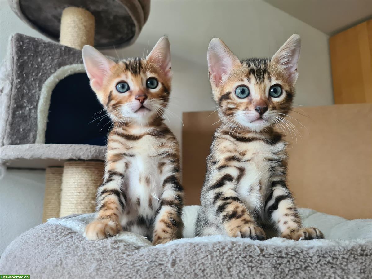 Reinrassige Bengal Katzen aus kleiner Schweizer Zucht