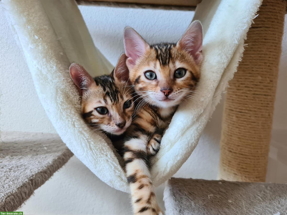 Bild 3: Reinrassige Bengal Katzen aus kleiner Schweizer Zucht