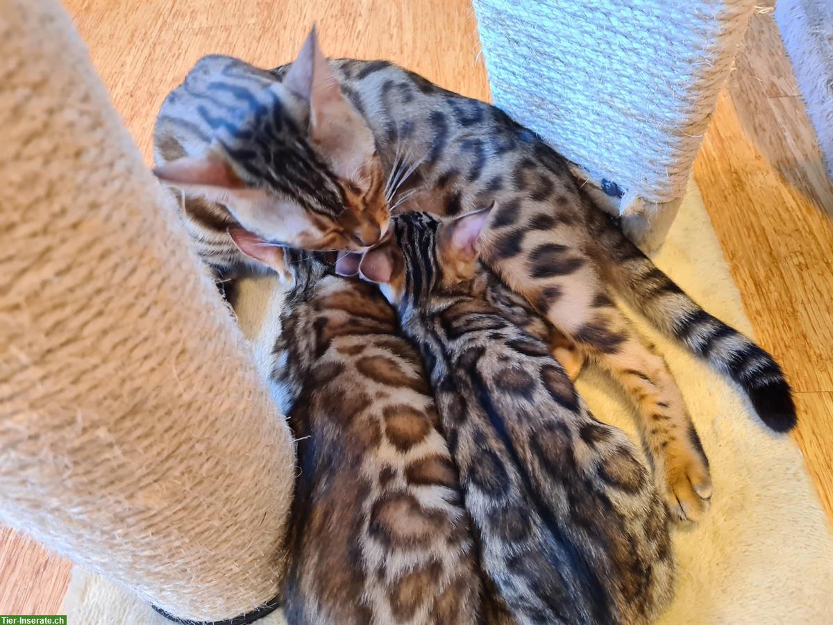 Bild 4: Reinrassige Bengal Katzen aus kleiner Schweizer Zucht