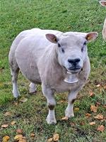 Schöner Texel Schafbock zu verkaufen