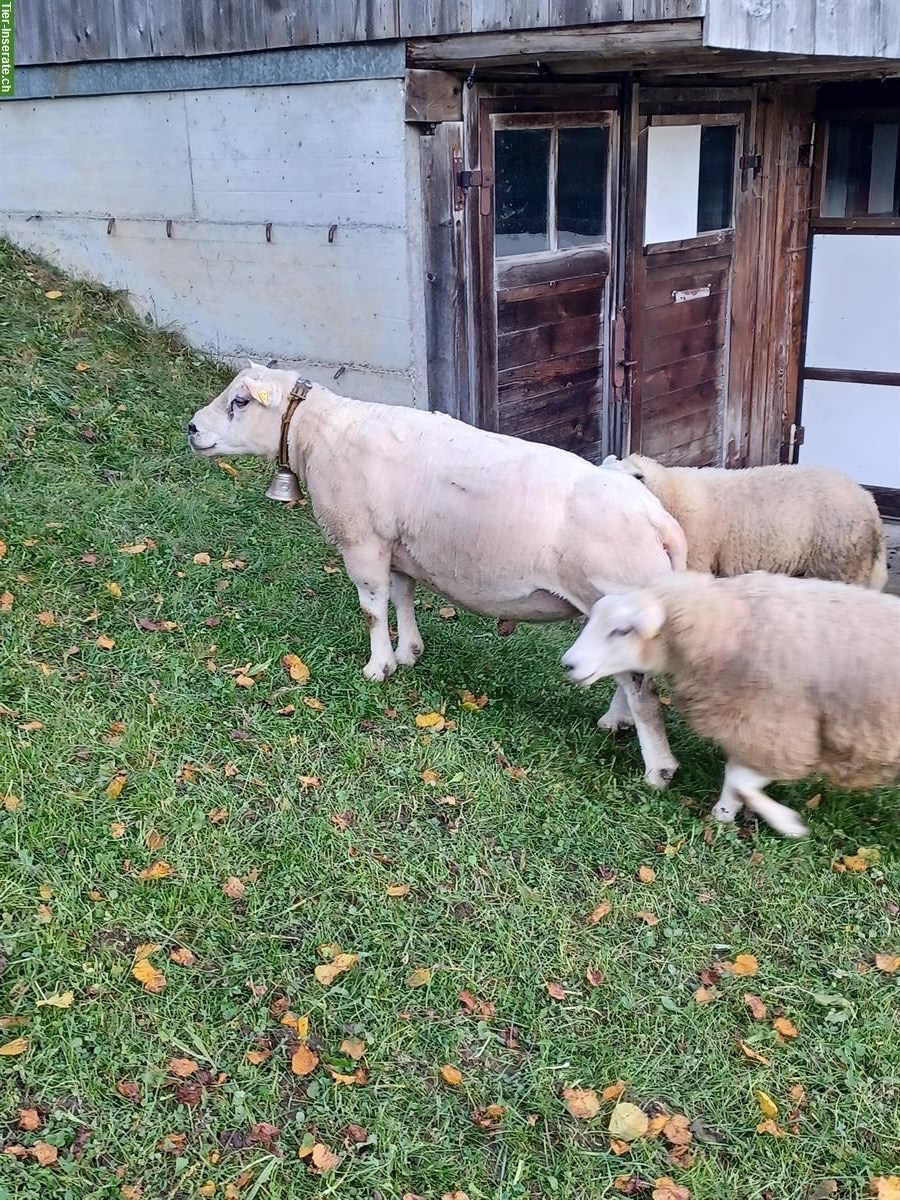 Bild 2: Schöner Texel Schafbock zu verkaufen