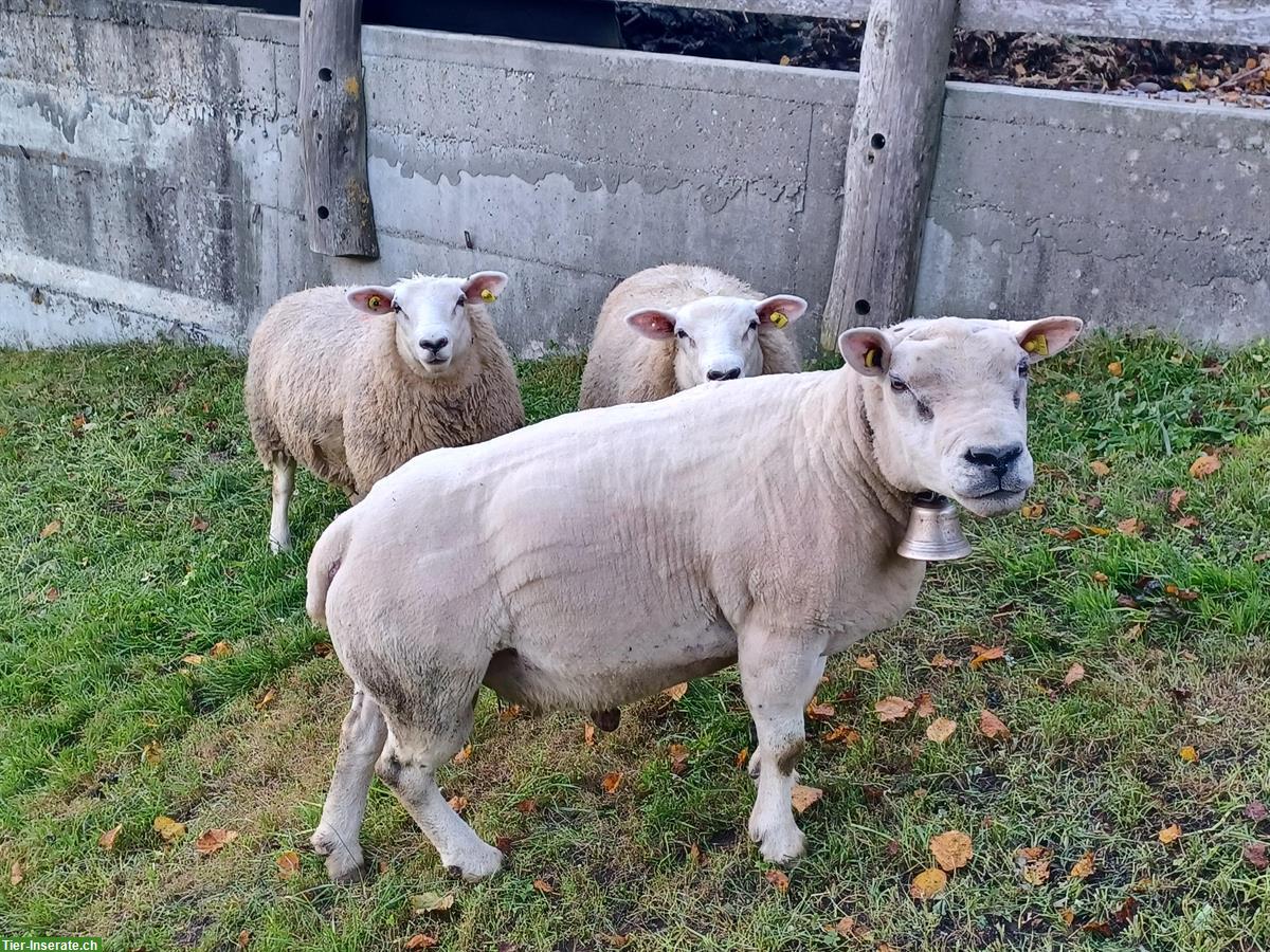 Bild 4: Schöner Texel Schafbock zu verkaufen