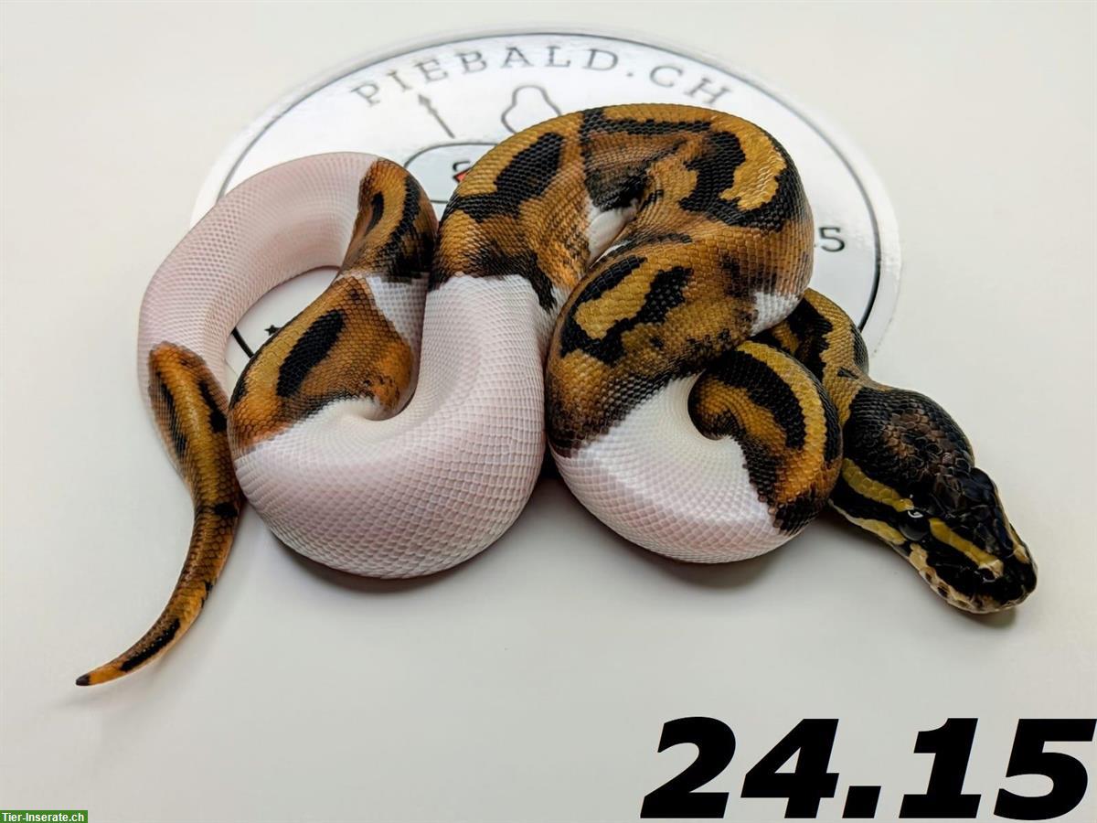 *** Python Regius Piebald's zum Verkauf ***