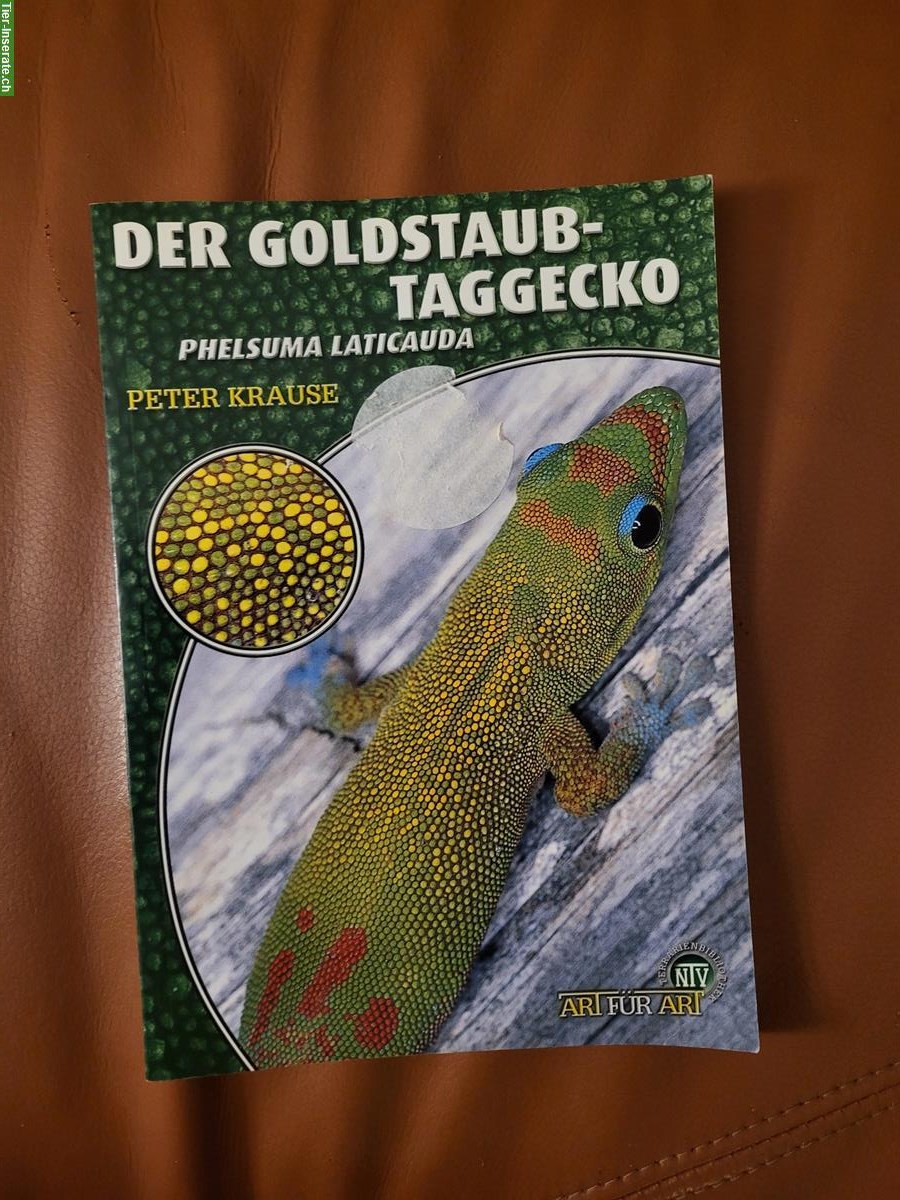 Bild 2: Goldstaub Taggecko Paar mit Terrarium