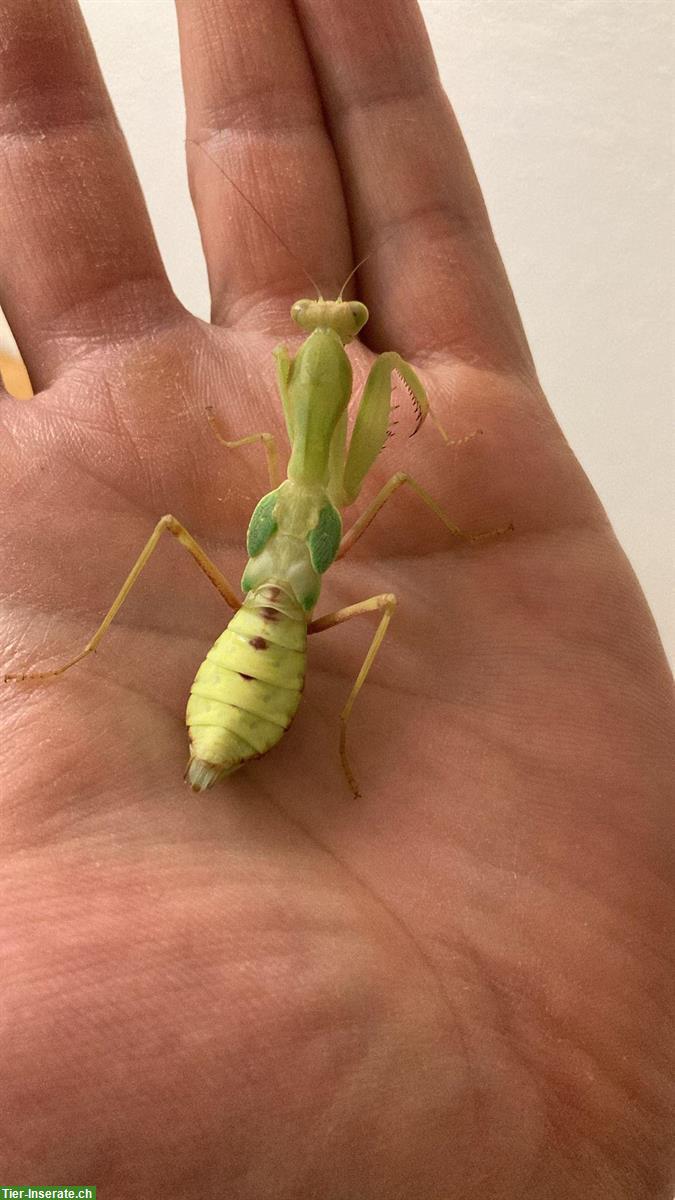 Noch 4 Sphodromantis lineola, Ghana-Gottesanbeterin