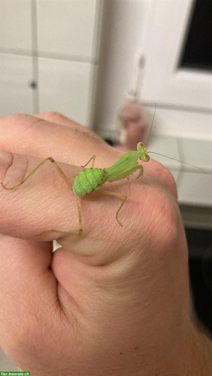 Bild 3: Noch 4 Sphodromantis lineola, Ghana-Gottesanbeterin