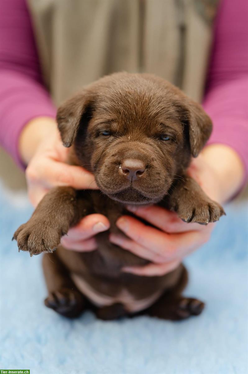 Bild 2: Schokobraune Labrador Welpen zu verkaufen