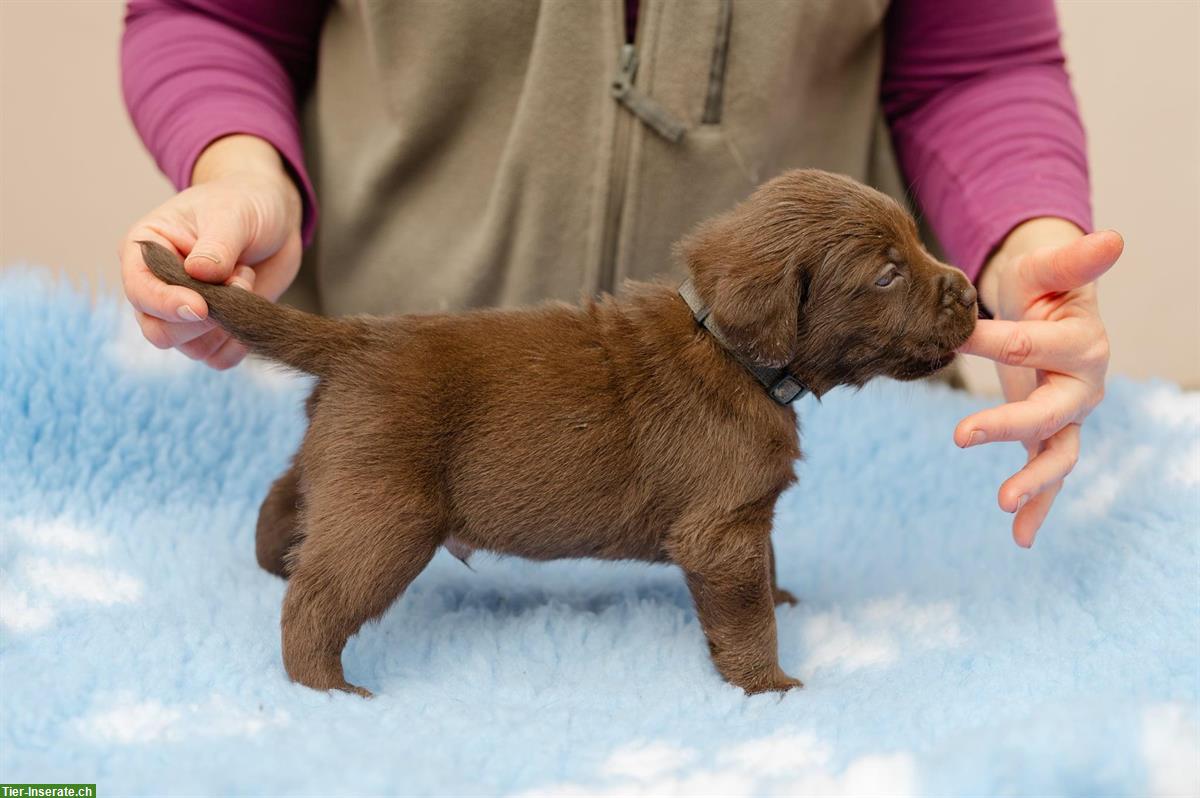 Bild 3: Schokobraune Labrador Welpen zu verkaufen