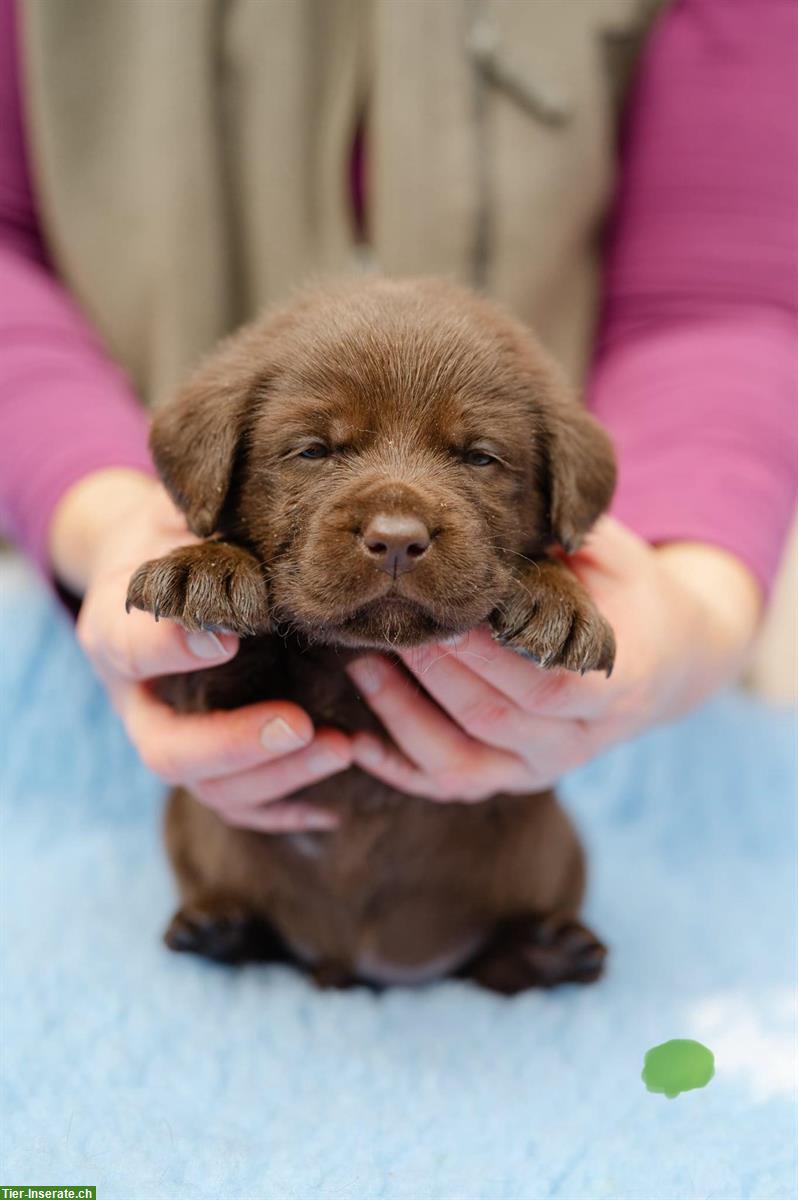 Bild 4: Schokobraune Labrador Welpen zu verkaufen