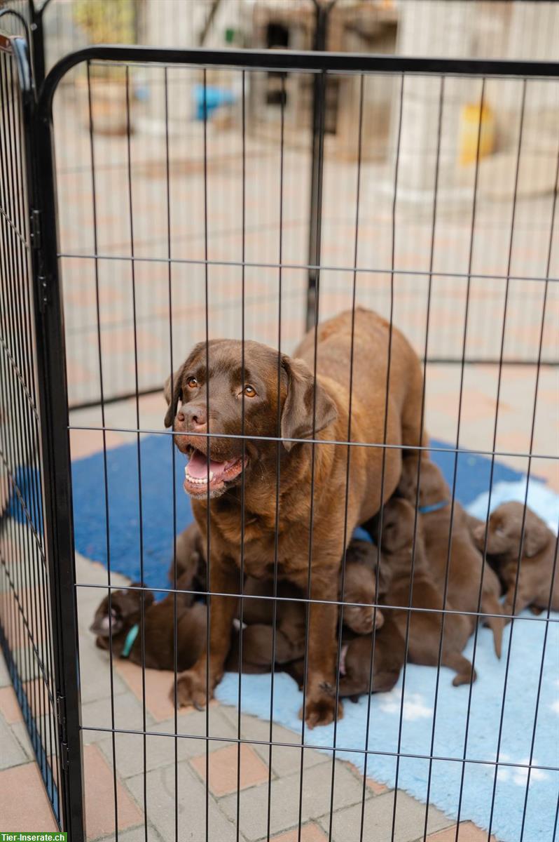 Bild 5: Schokobraune Labrador Welpen zu verkaufen