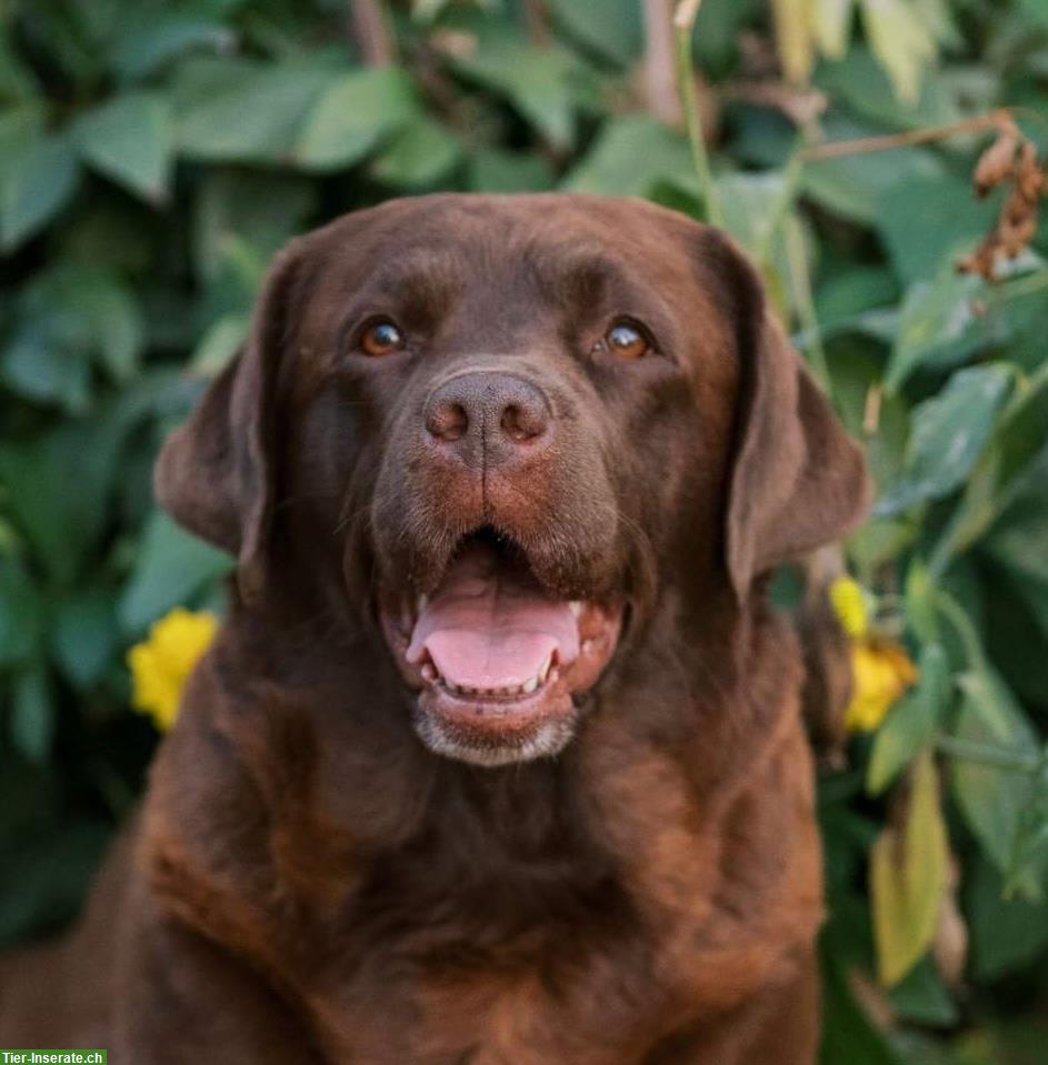 Bild 6: Schokobraune Labrador Welpen zu verkaufen