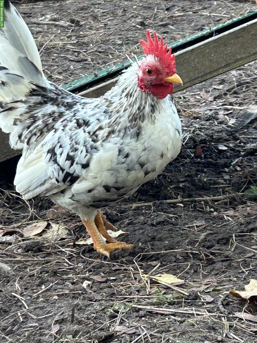 Bild 2: Schöner Serama Hahn sucht seine Hennen