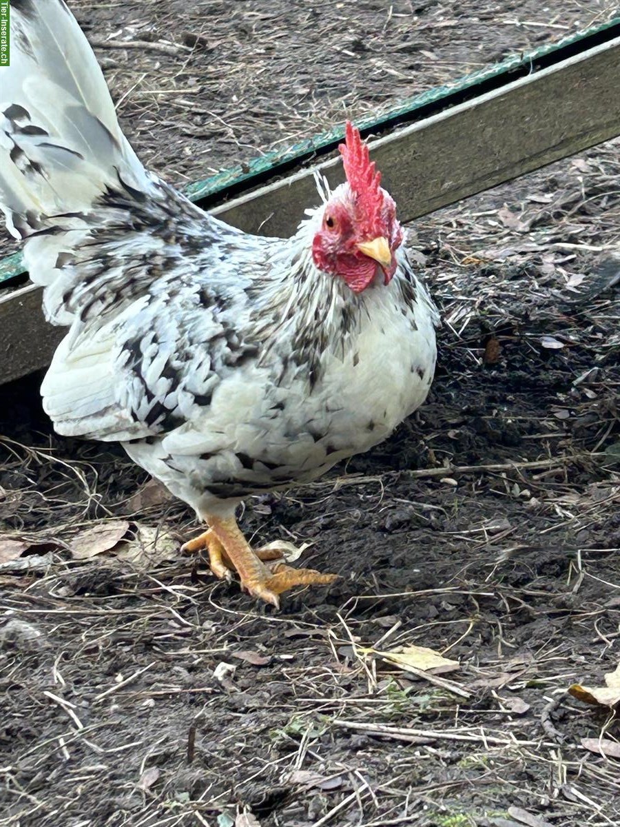 Bild 3: Schöner Serama Hahn sucht seine Hennen