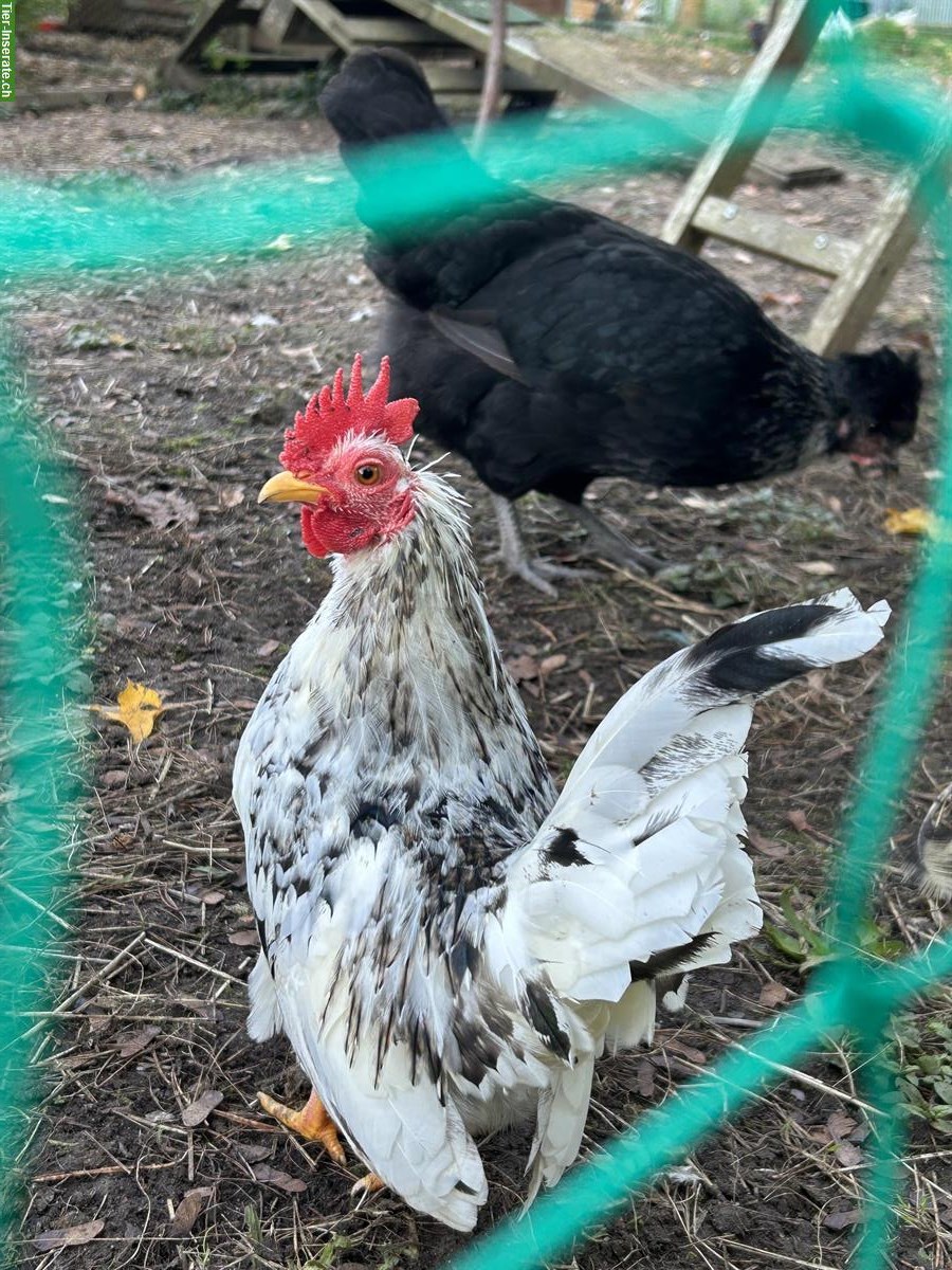 Bild 4: Schöner Serama Hahn sucht seine Hennen