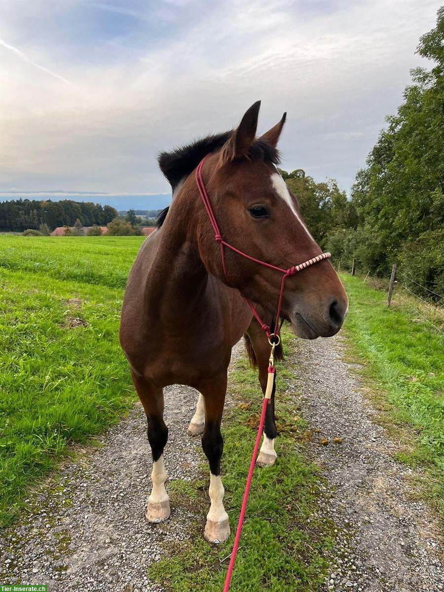 Reitbeteiligung auf 3.5-jährigem FM-Wallach in Mühleberg BE