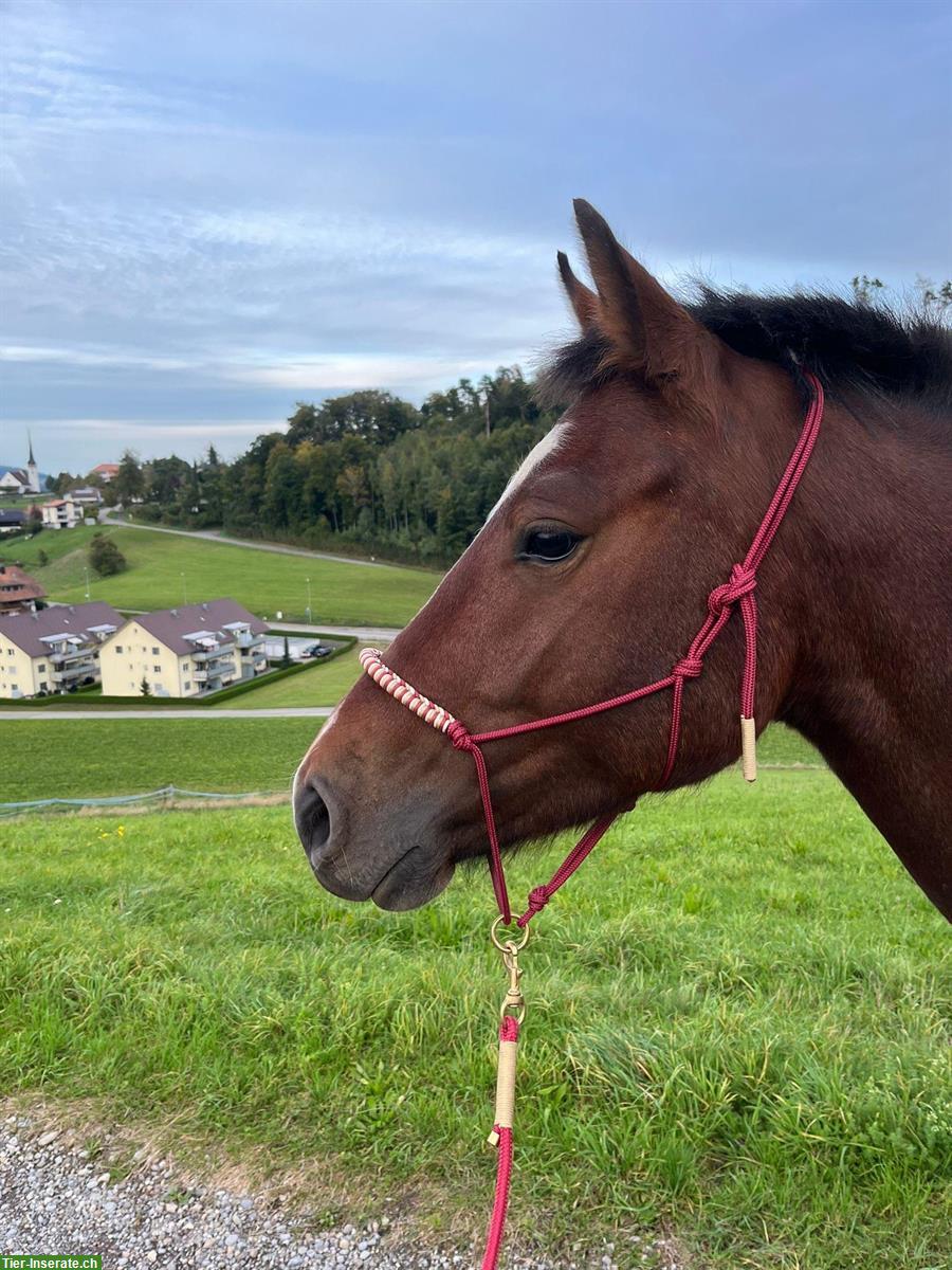 Bild 2: Reitbeteiligung auf 3.5-jährigem FM-Wallach in Mühleberg BE