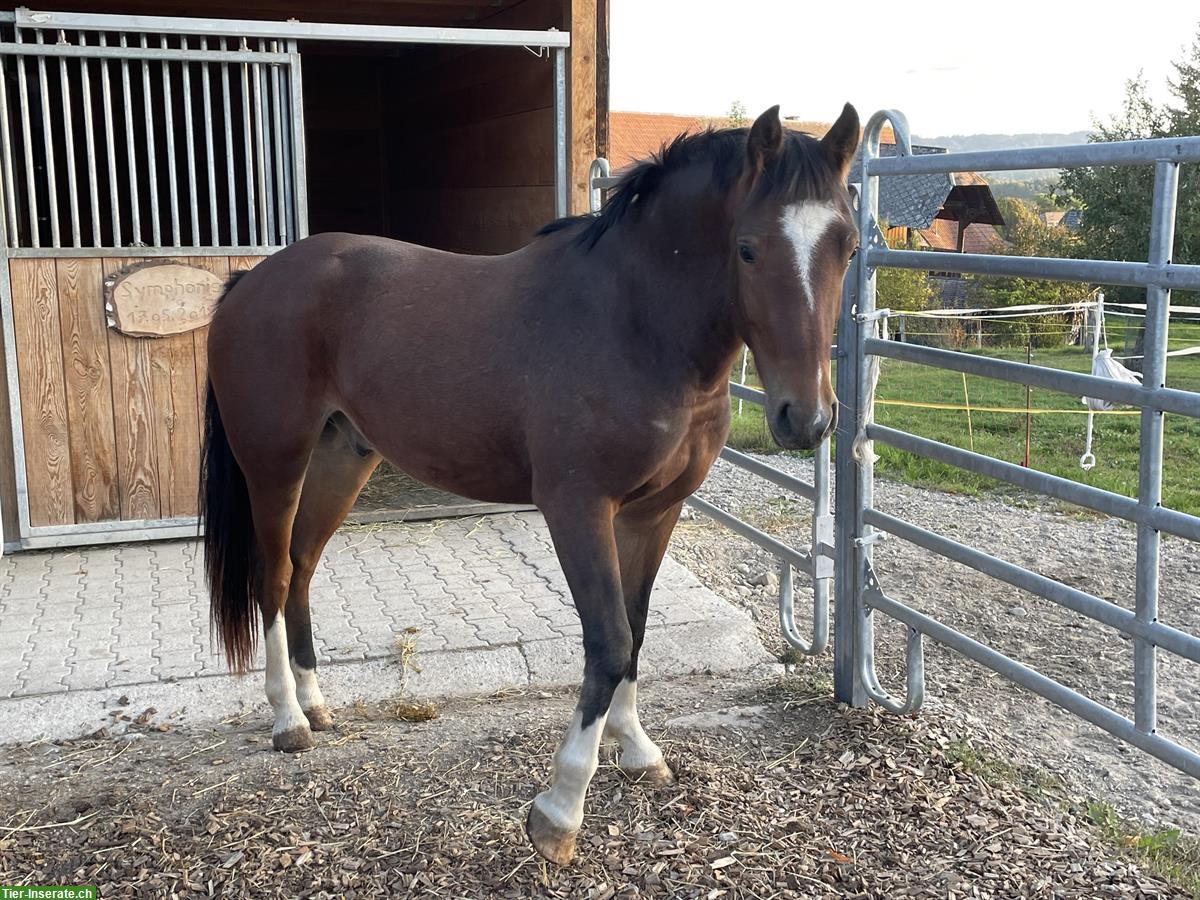 Bild 3: Reitbeteiligung auf 3.5-jährigem FM-Wallach in Mühleberg BE