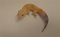 1.0 Leopardgecko NZ 2023, Super Hypo Tangerine