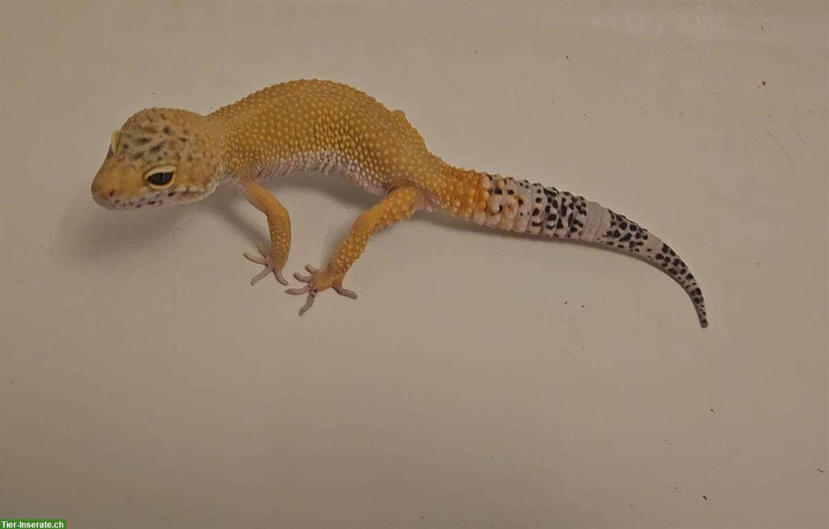 1.0 Leopardgecko NZ 2023, Mack snow Tangerine