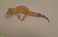 1.0 Leopardgecko NZ 2023, Mack snow Tangerine