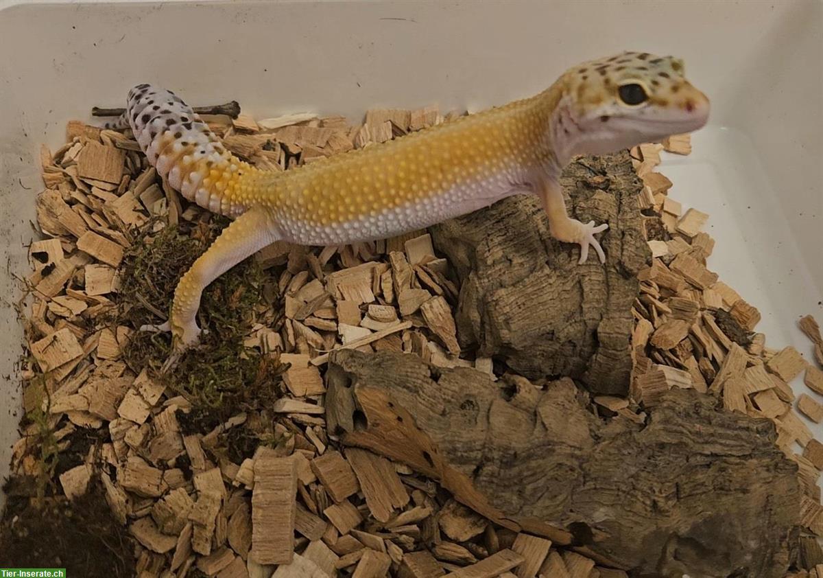 1.0 Leopardgecko NZ 2023, Inferno Hypo cross