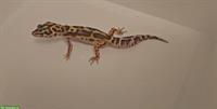 1.0 Leopardgecko NZ 2024, Mack snow het bell Jungle