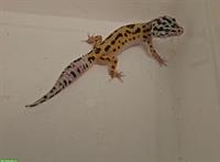 0.1 Leopardgecko NZ 2024, Mack snow eclipse