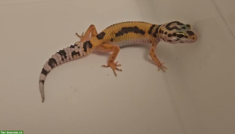 0.1 Leopardgecko NZ 2024, Bold stripe Tremper