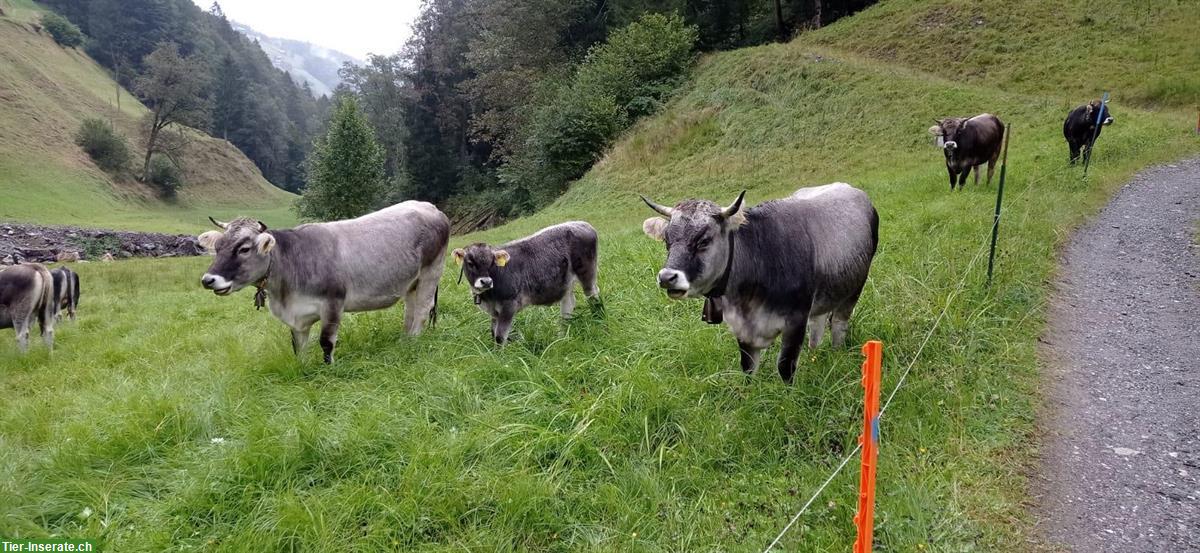 Rätisches Grauvieh Mutterkühe zu verkaufen