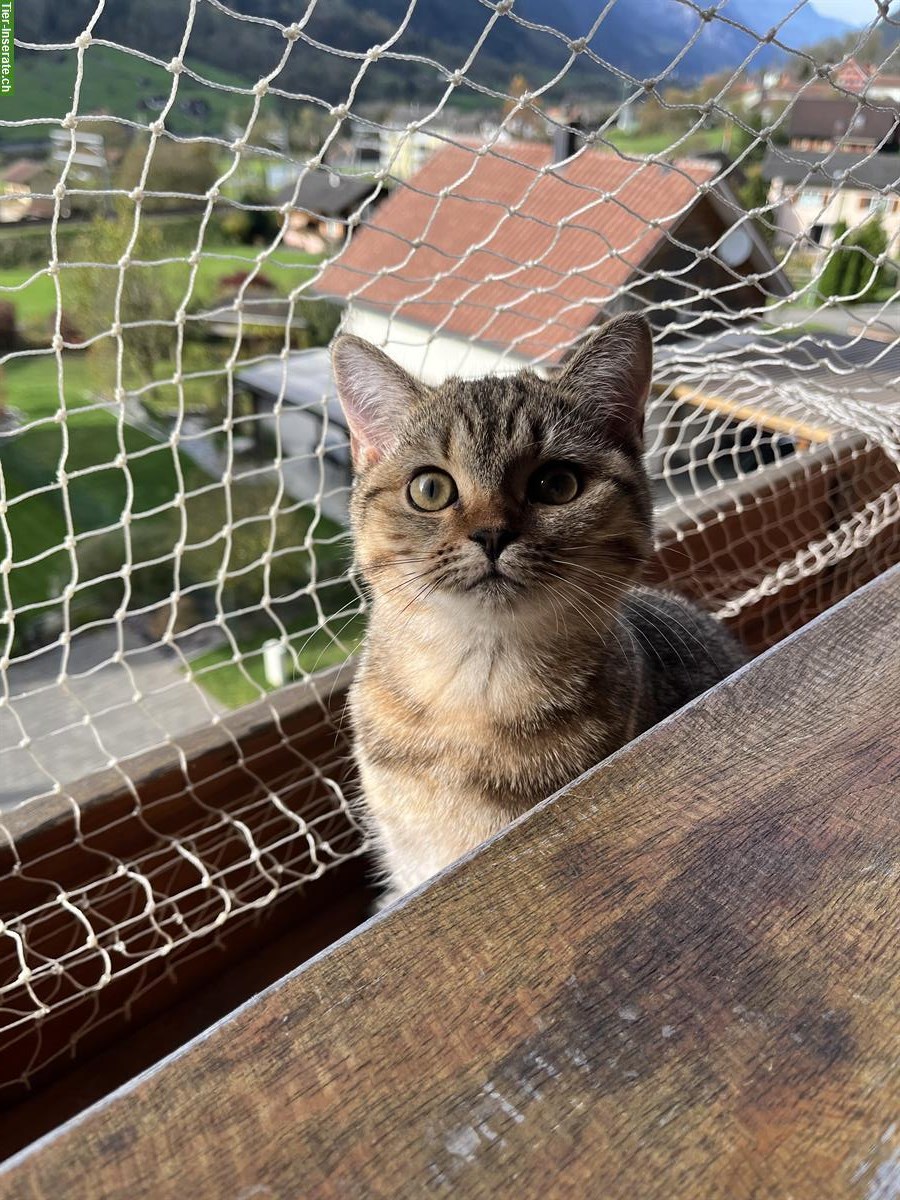 Verschmuste BKH Kitten suchen schönes Zuhause