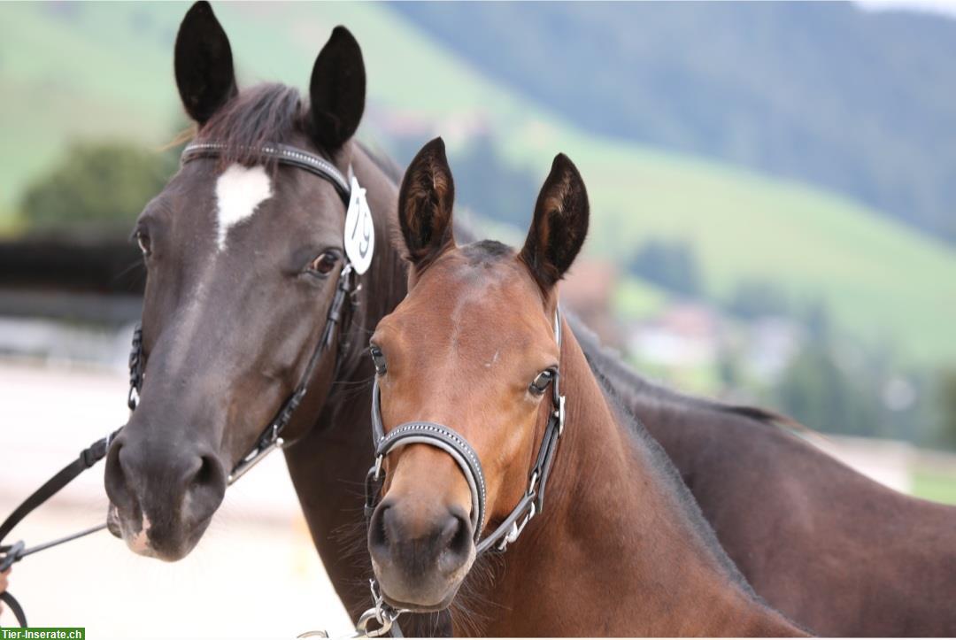 Hübsches Freiberger Hengstfohlen zu verkaufen