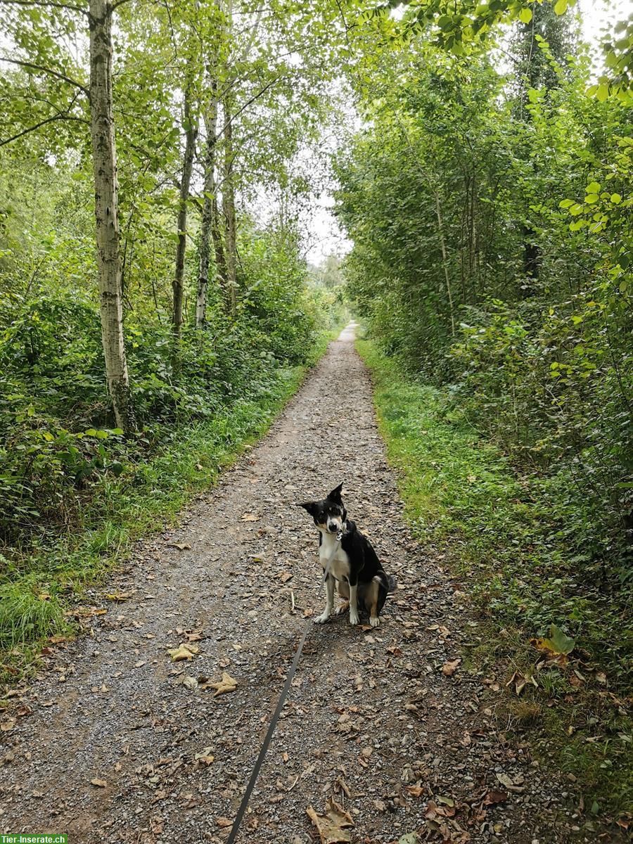 Bild 2: 4-jähriger Border Collie Rüde sucht Für-immer-Zuhause