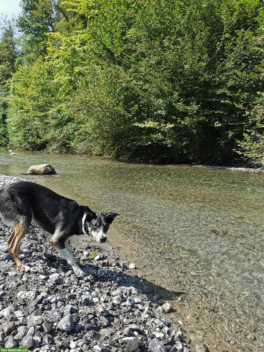 Bild 3: 4-jähriger Border Collie Rüde sucht Für-immer-Zuhause