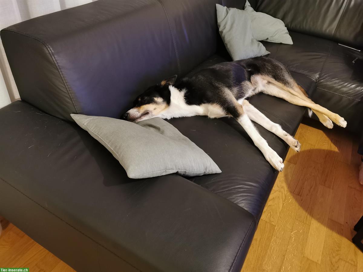 Bild 4: 4-jähriger Border Collie Rüde sucht Für-immer-Zuhause