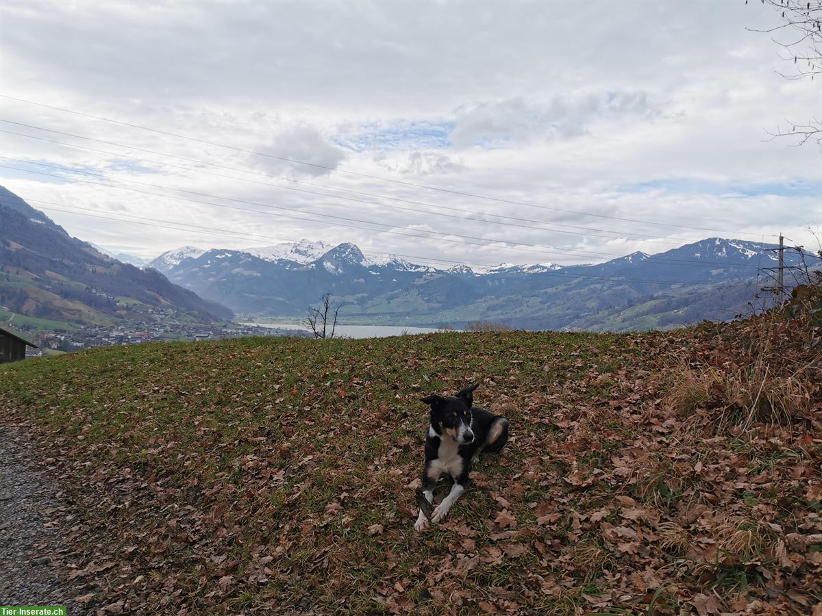 Bild 5: 4-jähriger Border Collie Rüde sucht Für-immer-Zuhause