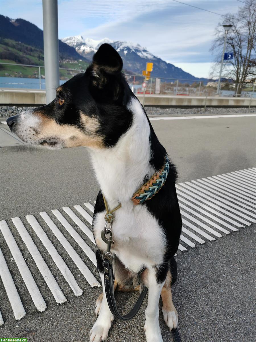 Bild 6: 4-jähriger Border Collie Rüde sucht Für-immer-Zuhause