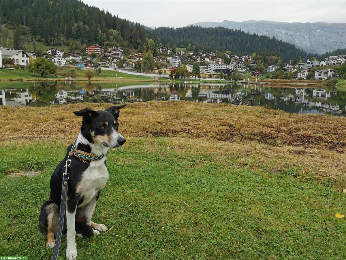 Bild 7: 4-jähriger Border Collie Rüde sucht Für-immer-Zuhause