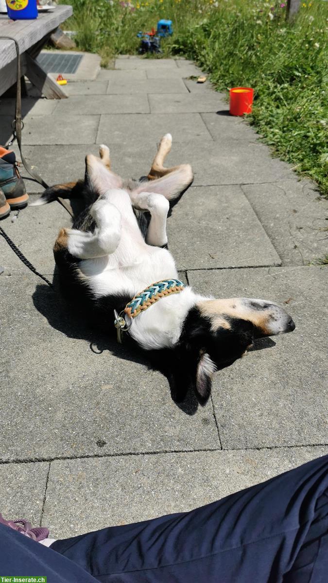 Bild 8: 4-jähriger Border Collie Rüde sucht Für-immer-Zuhause