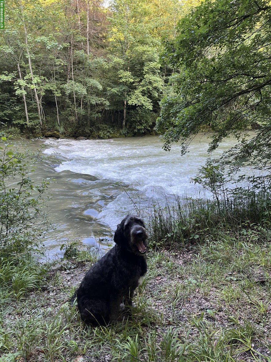 Bild 2: 4-jähriger Goldendoodle Rüde sucht neues Zuhause