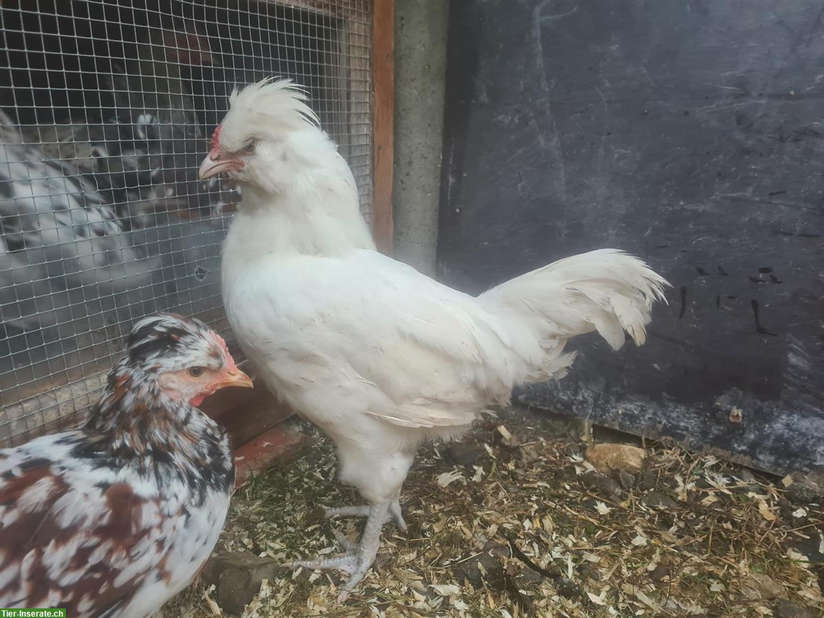 Englische Araucana, British Lavender Hähne