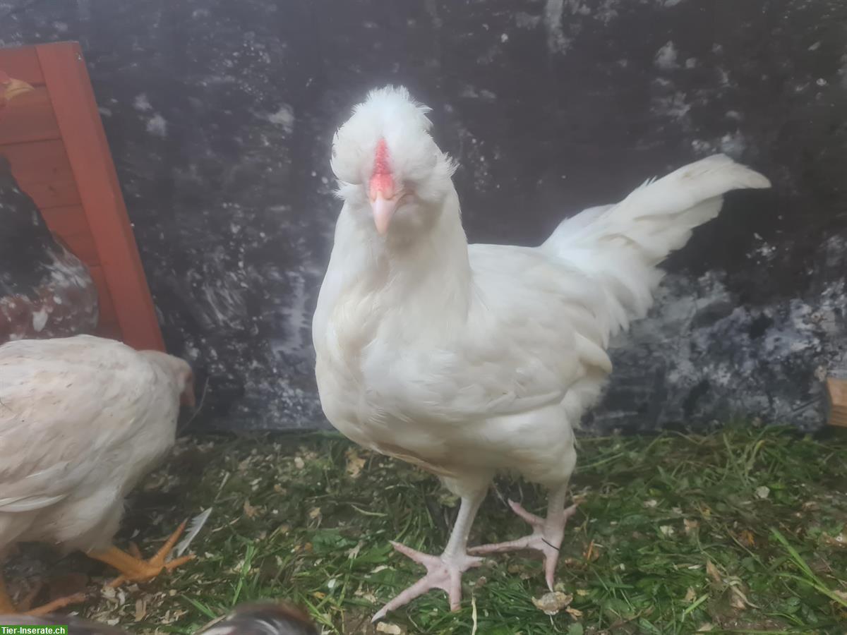 Bild 2: Englische Araucana, British Lavender Hähne