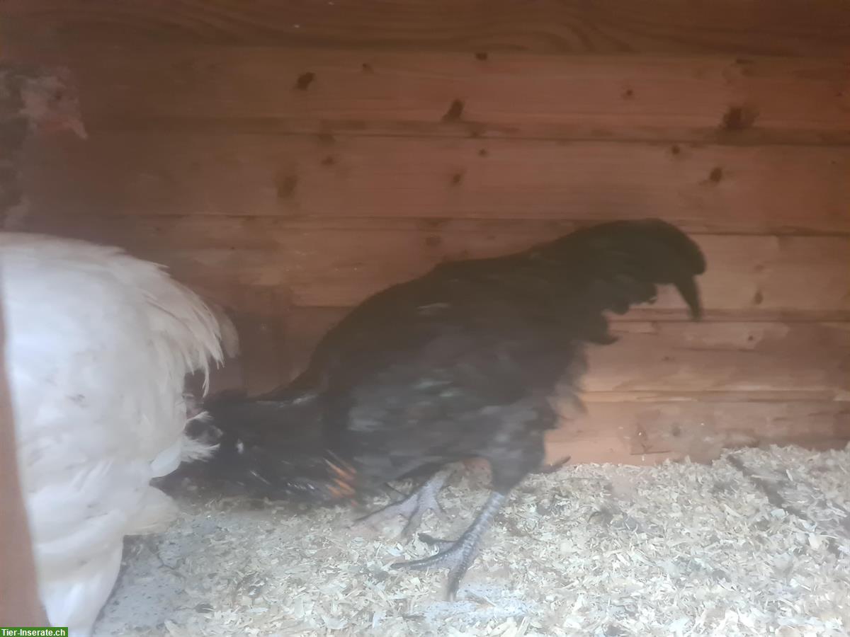 Bild 3: Englische Araucana, British Lavender Hähne