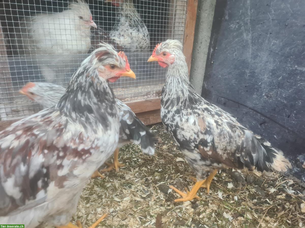 Bild 6: Englische Araucana, British Lavender Hähne