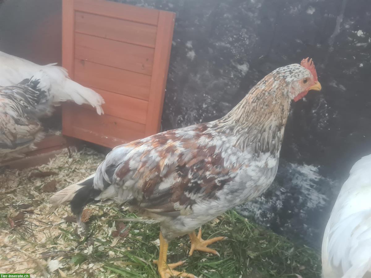 Bild 7: Englische Araucana, British Lavender Hähne