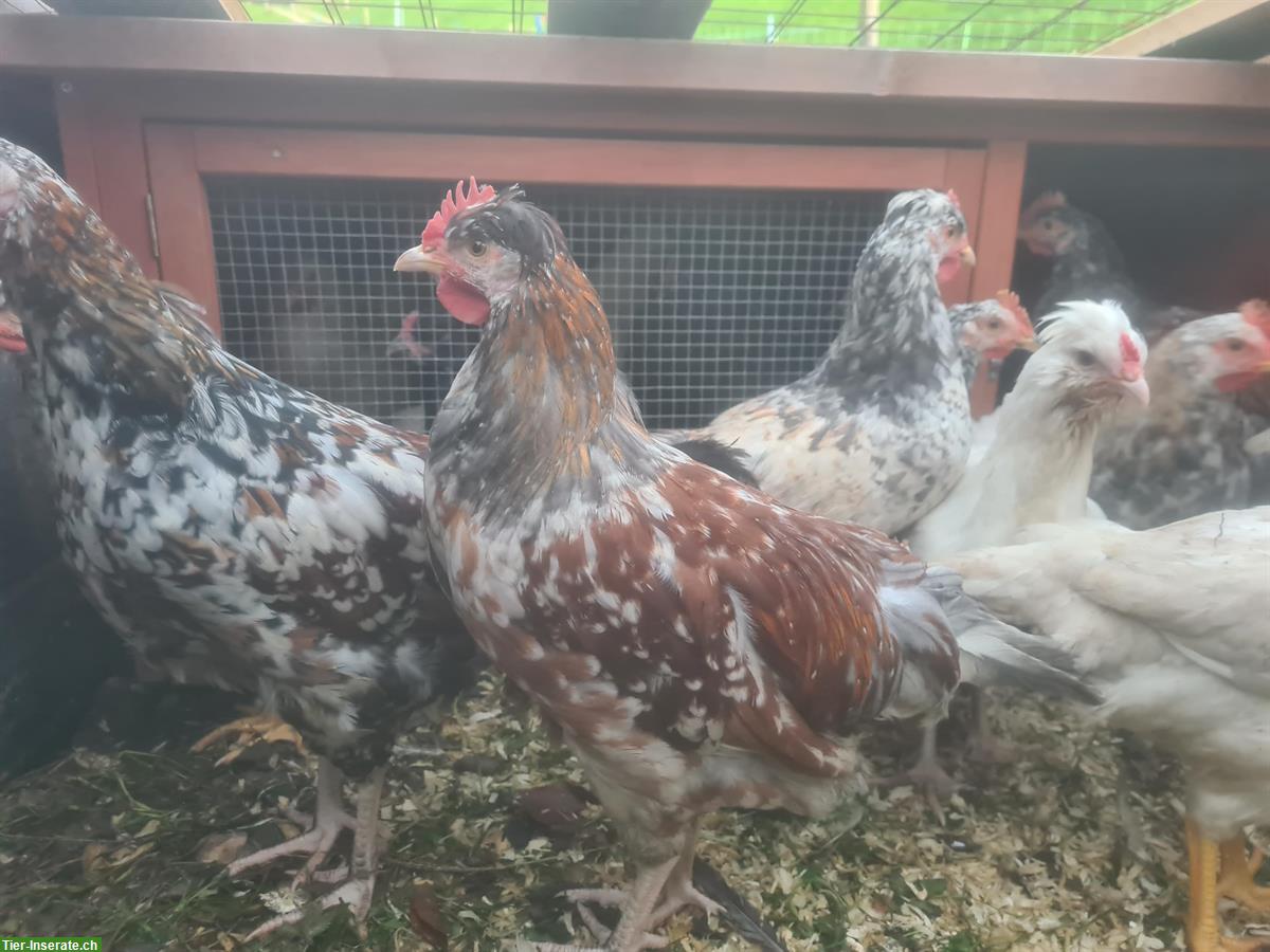 Bild 8: Englische Araucana, British Lavender Hähne