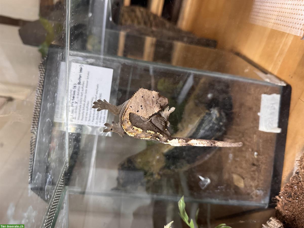 Bild 3: 3.0 Kronengecko / Crested Gecko / Correlophus ciliatus Männchen