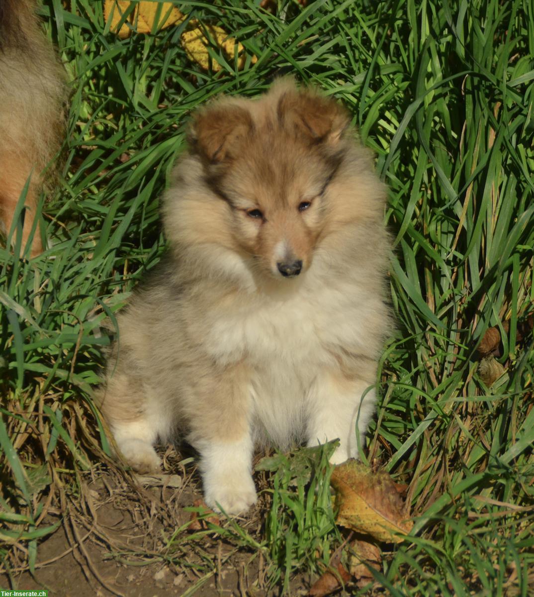 Sheltie Welpe, Rüde golden sable