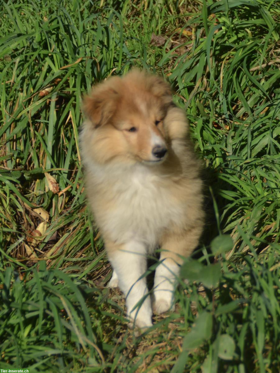 Bild 2: Sheltie Welpe, Rüde golden sable